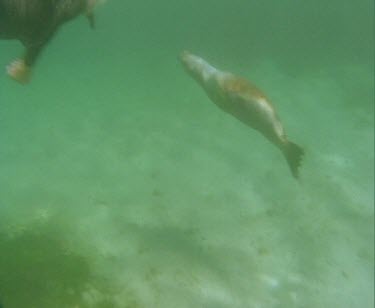 Underwater. Sea Lions swimming. Diver with sea lion.