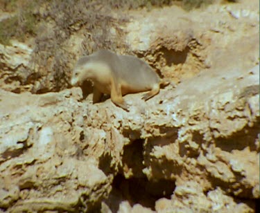 Walking on flippers over rocks