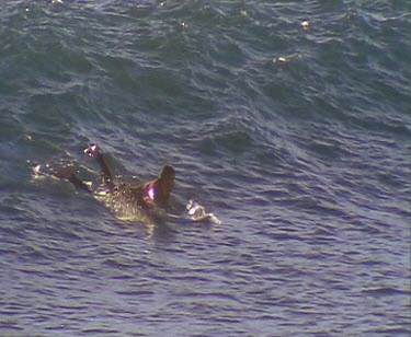 Surfing at Cactus Beach