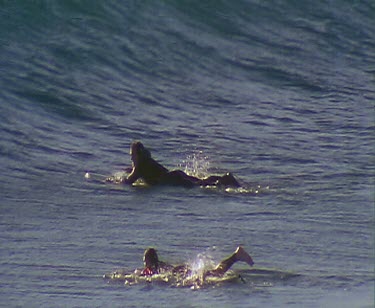 Surfing at Cactus Beach