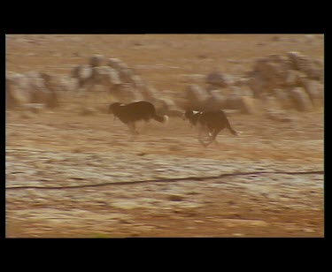 CM0067-QM-0023610 Sequence. Kelpie sheep dog herding newly shorn sheep. Very dry dusty desert environment.