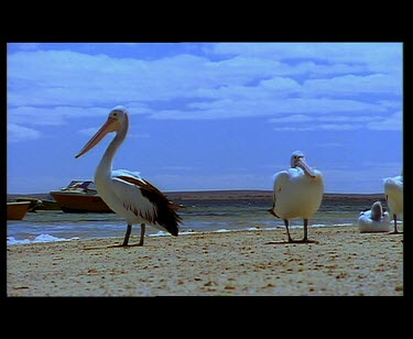 Pelicans on beach