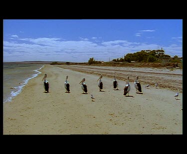 Pelicans on beach walking away from camera. Waddling