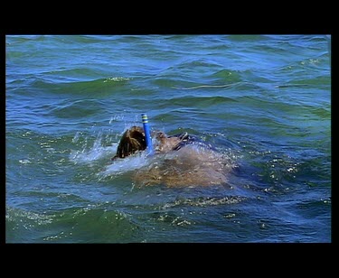 Snorkeling with sea lions. Sea lion flies out of the water.