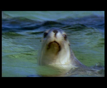 Sea lions face and sea lions swimming underwater.