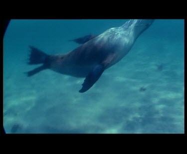 Underwater sea lions swimming and Snorkeling with sea lions.