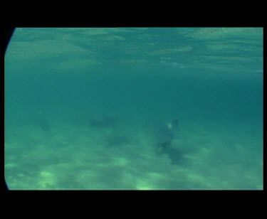Underwater sea lions swimming.