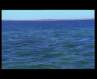Dolphins porpoising