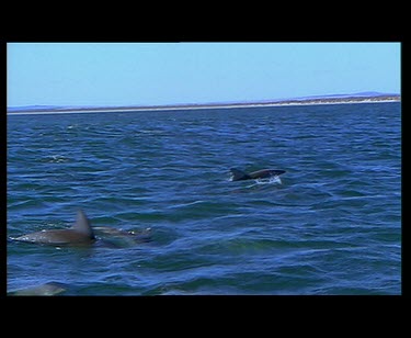 Snorkeling with dolphins. Dolphins swimming topside and underwater