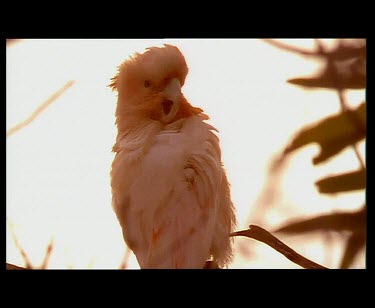 Galah preening