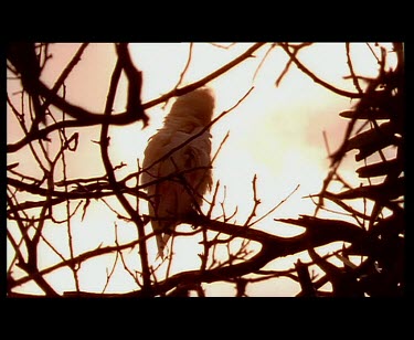 Galah preening silhouette sunset