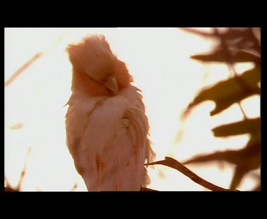 Galah preening ruffle feathers