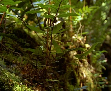 Rainforest forest floor. Huon Pine tree beginning to grow.