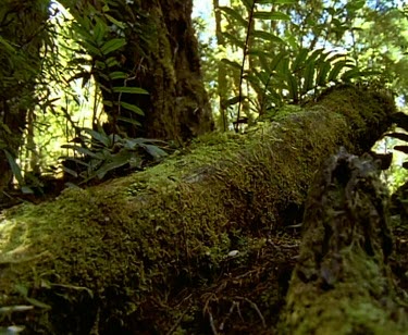 Rainforest forest floor. Huon Pine tree beginning to grow.