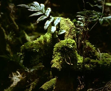 Rainforest forest floor. Huon Pine tree beginning to grow.