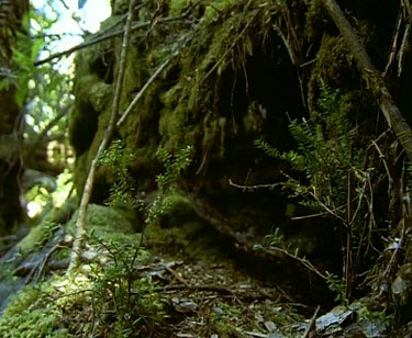 Rainforest forest floor. Huon Pine tree beginning to grow.