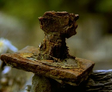 Ruined huon pine wooden structure on banks of river. Probably used during logging of huon pine forest.