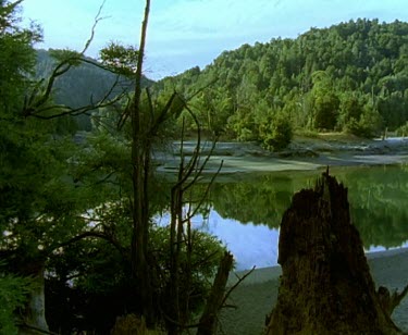 Stumps of Huon Pine trees on banks of river