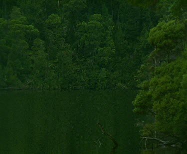 Yacht cruising up still river rainforest on banks.