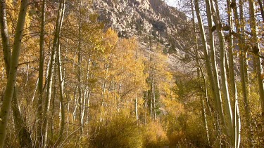 Shimmering Fall forest in the mountains