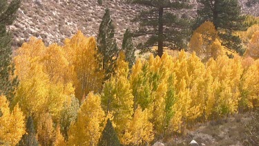 Shimmering fall forest belt in the ravine