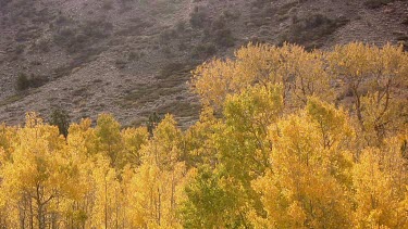 Golden forests of the Sierra