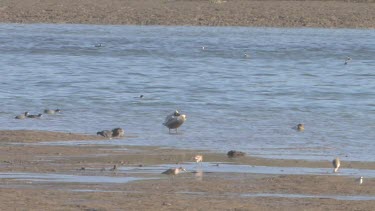 Birds enjoy the wetlands