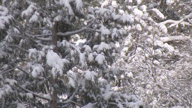 Sierra forest draped in winter coat