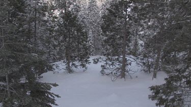 Sierra forest & mountains draped in winter coat