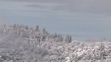 Sierra forest & mountains ridge draped in winter coat