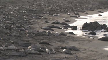 Elephant seals