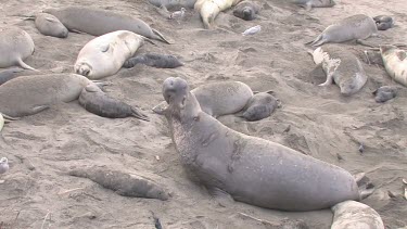 Elephant seals