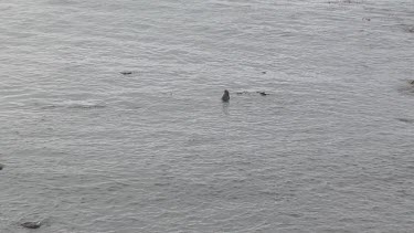 Elephant seals