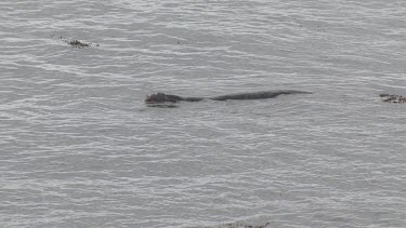 Elephant seals