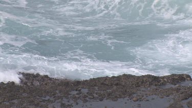 A harbor seal out in the swirling sea