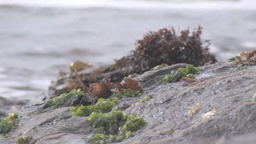 Looking out from a tide pool