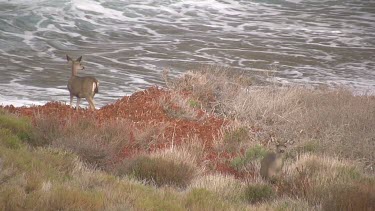 A small deer peers out over the swirling sea