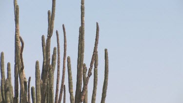 Desert valley with saguaro and organ pipe cactus