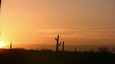 Desert valley with saguaro at sunrise or sunset