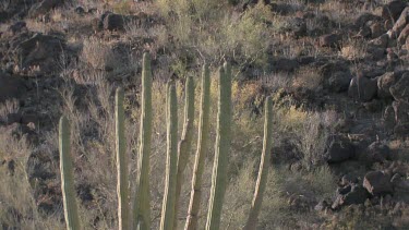 Organ pipe cactus, saguaro and desert brush on rocky hillside