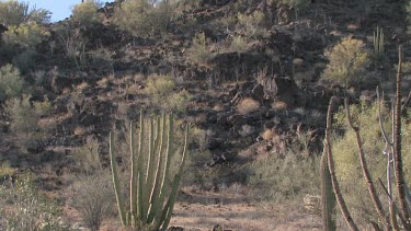 Organ pipe cactus, saguaro and desert brush on rocky hillside