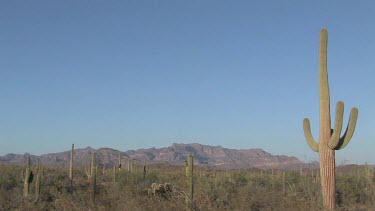 Desert valley with saguaro, desert brush, blue sky, distant mountains