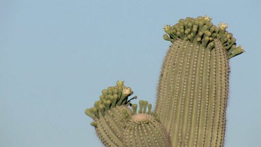 Desert valley with saguaro, desert brush, blue sky, distant rocky hills and mountains