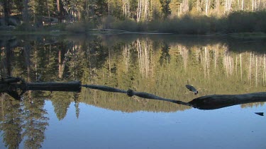 Calm lake with reflection of forest