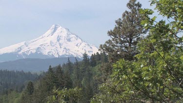 Forest with snowy mountain peak framed in distance