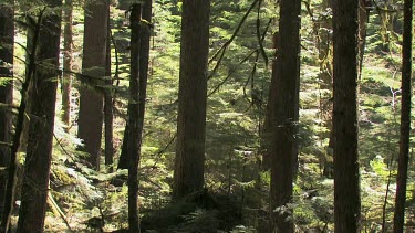 Deep, dark elfin rain forest bathed in dark and light