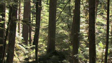 Deep, dark elfin rain forest bathed in dark and light