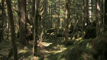 Deep, dark elfin rain forest bathed in dark and light