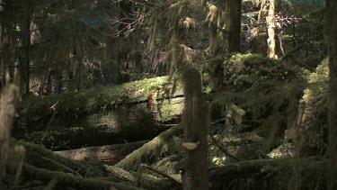 Deep, dark elfin rain forest bathed in dark and light