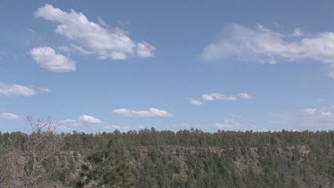 Thick evergreen mountain forest,valley, and sky